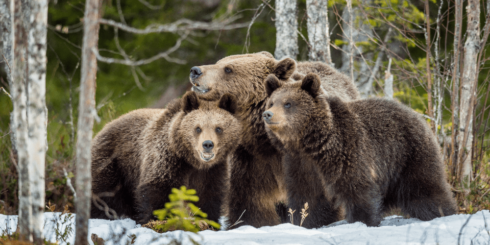 will bears attack tents