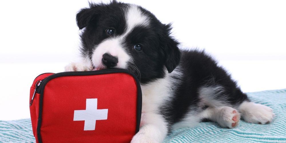 dog chewing first aid kit