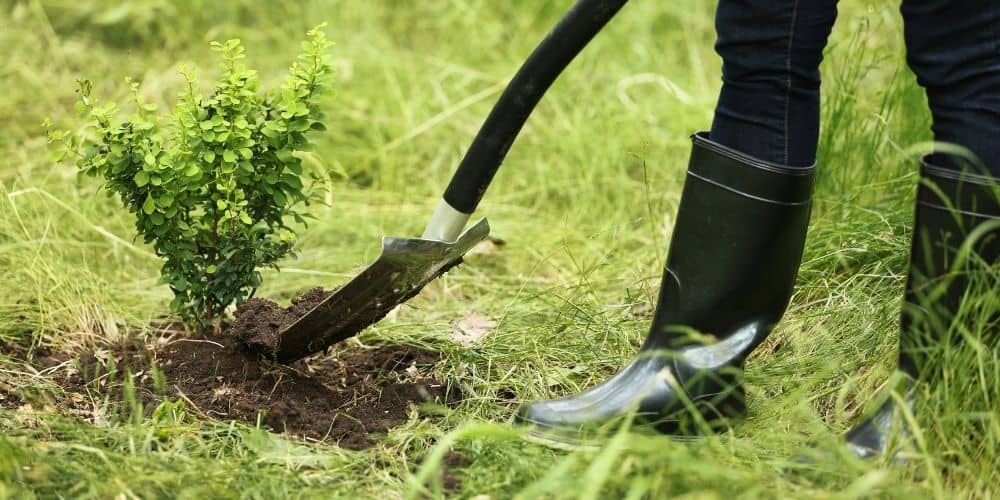 tree planting shovel